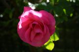getphpbbimage.php?id=378551