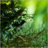 getphpbbimage.php?id=379451