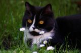 getphpbbimage.php?id=381044