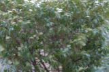 getphpbbimage.php?id=382884