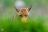 getphpbbimage.php?id=384209
