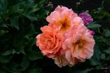 getphpbbimage.php?id=386235