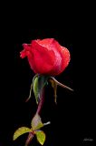 getphpbbimage.php?id=386253