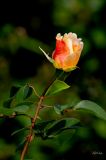 getphpbbimage.php?id=387068