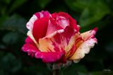 getphpbbimage.php?id=387074
