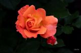 getphpbbimage.php?id=387075