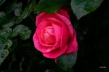 getphpbbimage.php?id=387077