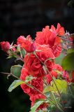getphpbbimage.php?id=387080