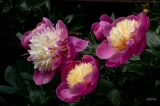 getphpbbimage.php?id=387083
