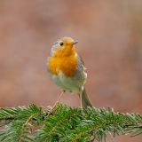 getphpbbimage.php?id=390705