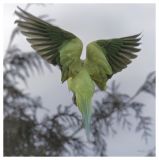 getphpbbimage.php?id=390719