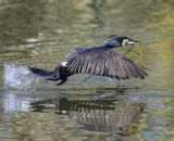 getphpbbimage.php?id=391325