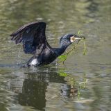 getphpbbimage.php?id=391327