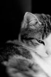 getphpbbimage.php?id=39666