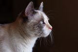 getphpbbimage.php?id=41806
