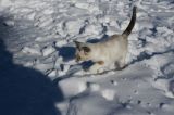 getphpbbimage.php?id=42352