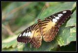 getphpbbimage.php?id=43951