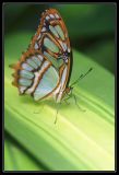 getphpbbimage.php?id=43953