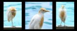 getphpbbimage.php?id=44810