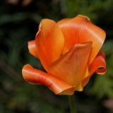 getphpbbimage.php?id=45119