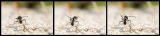 getphpbbimage.php?id=45382