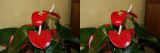 getphpbbimage.php?id=45515