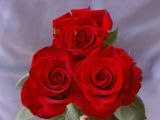 getphpbbimage.php?id=4614