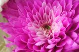 getphpbbimage.php?id=47051
