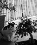getphpbbimage.php?id=49335