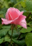 getphpbbimage.php?id=49963