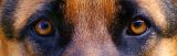 getphpbbimage.php?id=5075