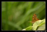 getphpbbimage.php?id=51412