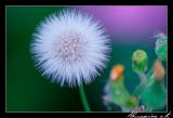 getphpbbimage.php?id=51472