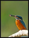getphpbbimage.php?id=57172