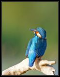 getphpbbimage.php?id=57330