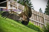 getphpbbimage.php?id=61392