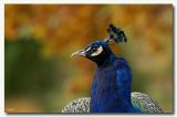 getphpbbimage.php?id=62875