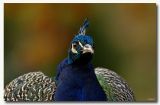 getphpbbimage.php?id=62876