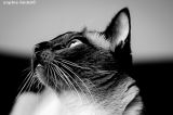 getphpbbimage.php?id=62934