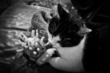 getphpbbimage.php?id=64973