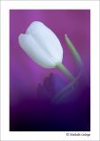 getphpbbimage.php?id=6566
