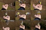 getphpbbimage.php?id=67223