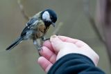 getphpbbimage.php?id=67540