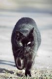 getphpbbimage.php?id=67704