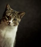 getphpbbimage.php?id=67733