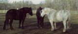 getphpbbimage.php?id=67784