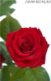 getphpbbimage.php?id=70906