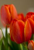 getphpbbimage.php?id=70949