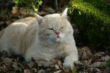 getphpbbimage.php?id=72132