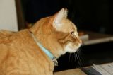 getphpbbimage.php?id=73511